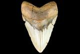 Fossil Megalodon Tooth - North Carolina #124331-1